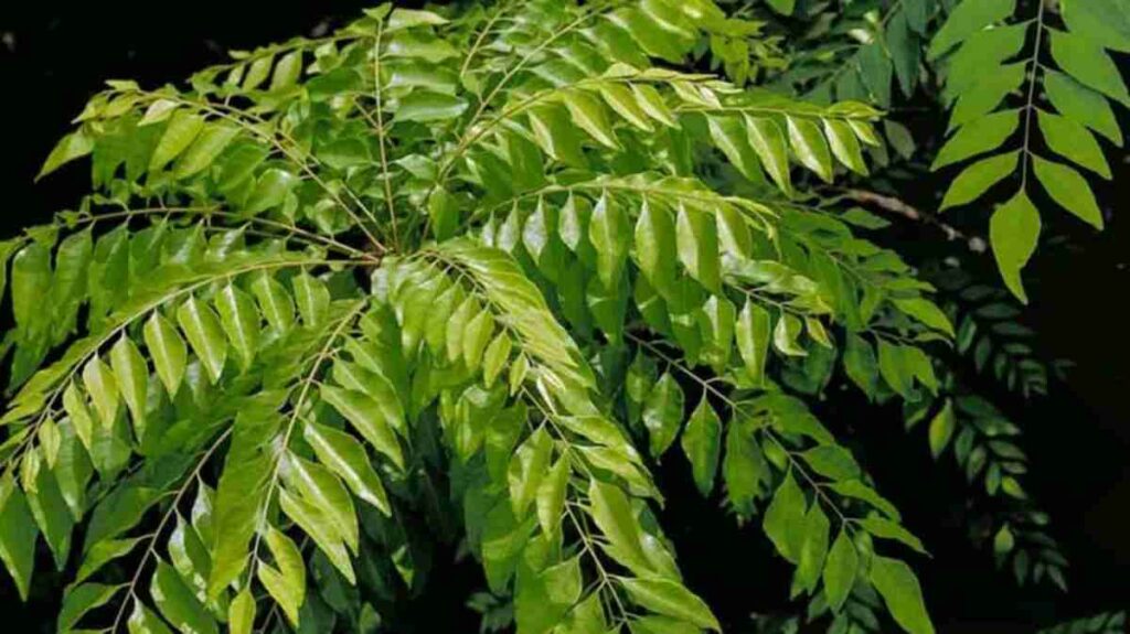 Curry Leaves & Coconut Oil
